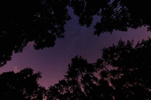night sky low angle photo of tall trees at night trees